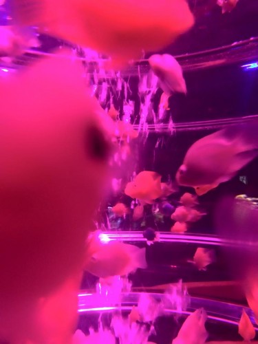16107_1033494259993941_6623768447375887841_n