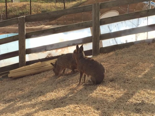 15726562_1401380676538629_6436452308686683388_n